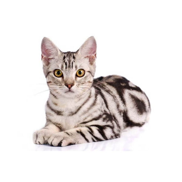 General-American-Shorthair-Cat-Breed-Questions