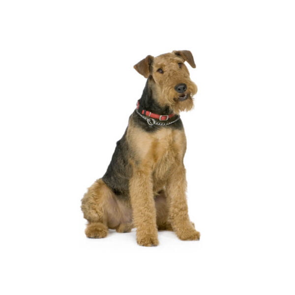 airedale-terrier bobbleheads