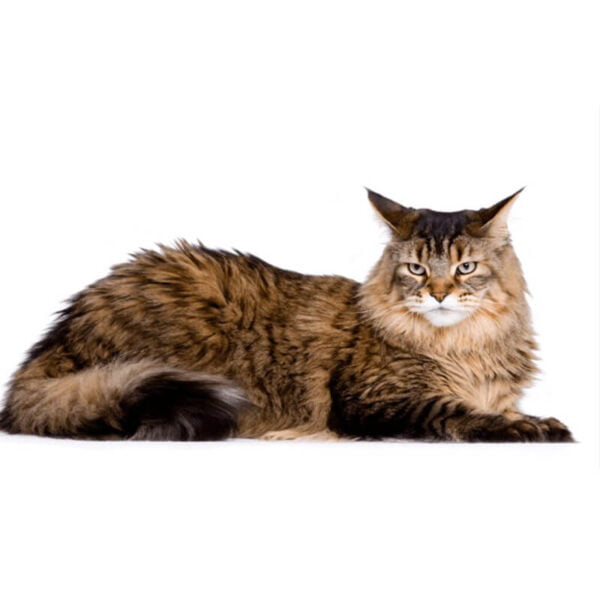mainecoonhed